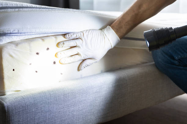 Best Best Pest Control Companies  in Golden, CO