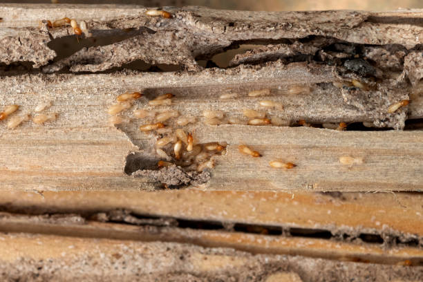 Best Insect Control  in Golden, CO