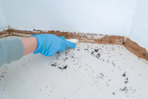 Best Best Pest Control Near Me  in Golden, CO